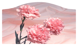 DASHELL-022 Pink Carnation